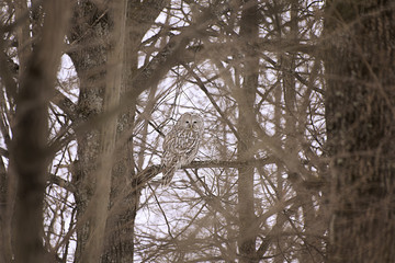 owl in winter forest