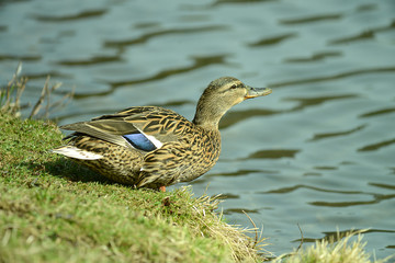 Enten und Wildgans am Wasser
