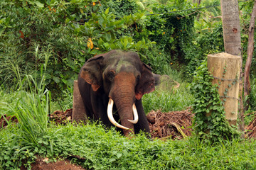 Fototapeta premium Elephant, Pinnawala Elephant Orphanage Sri Lanka