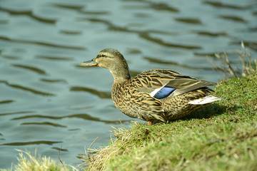 Enten und Wildgans am Wasser