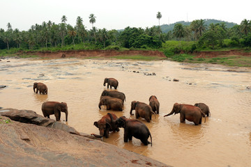 Obraz na płótnie Canvas Elephant, Pinnawala Elephant Orphanage Sri Lanka