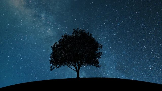 night sky with stars behind tree