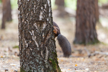 Squirrel