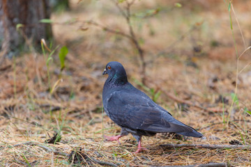 Pigeon