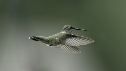 A Quick Fly-by
