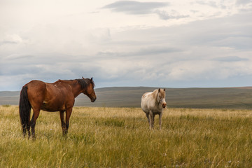 Fototapeta premium Horses