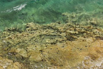 Sea urchin at the bottom