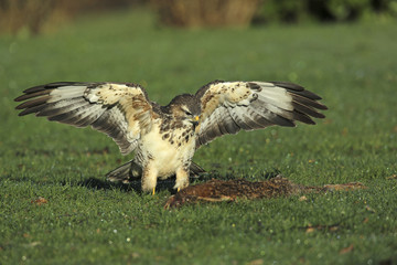 buse variable.