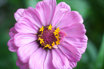 Obraz premium pink zinnia flower