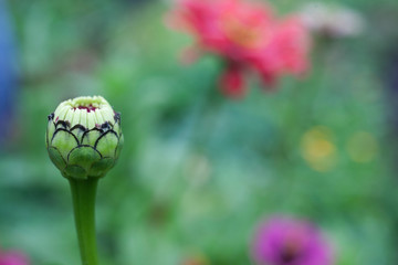 bud flower of zinnia
