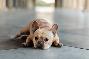 French Bulldog puppy male lying down on the floor. Building hallway in Stanford California USA.