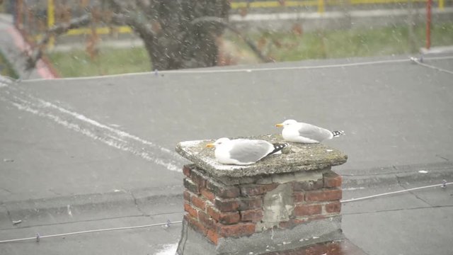 seagulls sitting during a blizzard