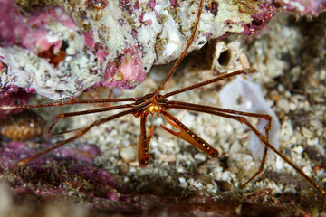 crab3