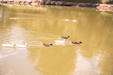 Ducks on a pond 2