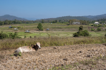 Cow in a Field in Pai, Thailand