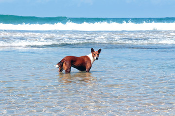 dog on the beach Sri Lanka