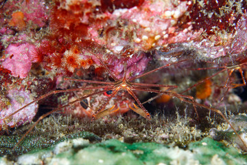 Fototapeta na wymiar crab1