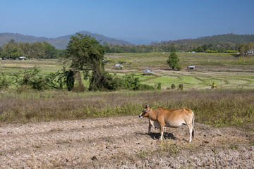 Cow in a Field in Pai, Thailand