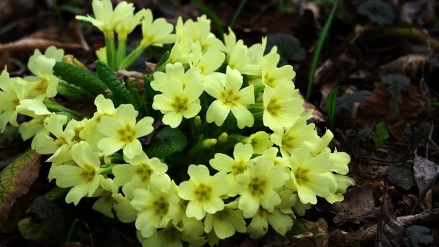 Primrose-Primula vulgaris - (4K)