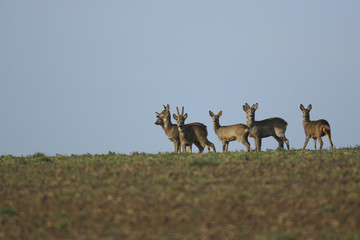 chevreuils