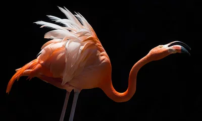 Rolgordijnen Flamingo on black background © nickalbi