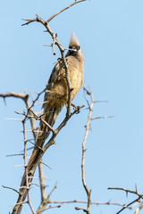 Speckled Mouse Bird Perched on Leafless Thorn Tree Branches
