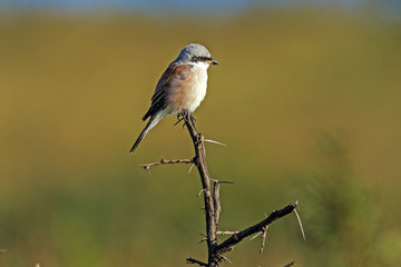 Red-Backed Shrike Perched on Dry Leafless Thorny Branch