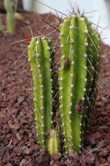 Fototapeta premium Cactus