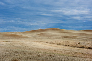 Fototapeta na wymiar Winter Wheat, Palouse, Washington