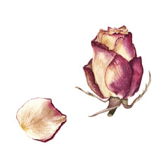 Fototapeta premium Watercolor illustration of yellow with purple dried rose and petal isolated on white