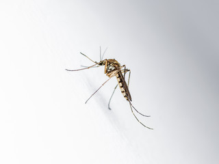 Yellow Fever, Malaria or Zika Virus Infected Mosquito Insect on White Wall