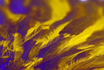 Ultraviolet abstract background - close-up of feathers of a bird, painted in ultraviolet color.