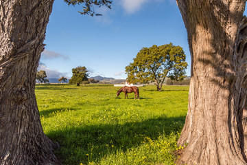 Horse Grazing in a Pasture, Central Coast, California © Jill Clardy