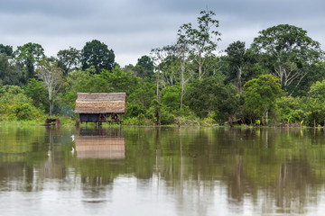 Fototapeta na wymiar A Raised Wooden Hut on the Amazon River in Peru During High Water Season