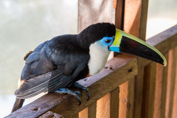 White Throated Toucan Bird on the Amazon River, Peru