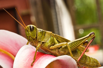 Grasshopper on Pink Petal
