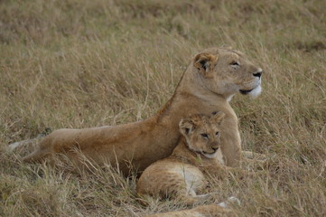 Lioness with her cub