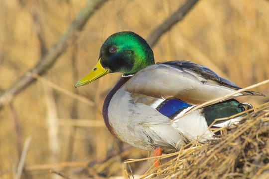 The mallard slime sits on the shore of the spring lake.