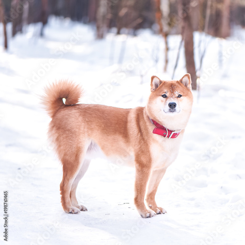 Dog Of The Shiba Inu Breed Stand On The Snow On A Beautiful
