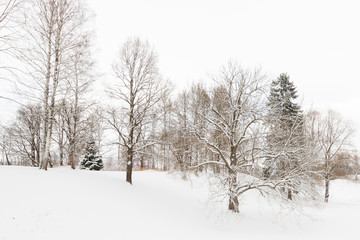 View of the winter Park in the white fluffy snow