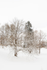 View of the winter Park in the white fluffy snow