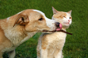 Dog licking cat - 198762266