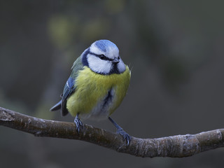 Eurasian blue tit (Cyanistes caeruleus)