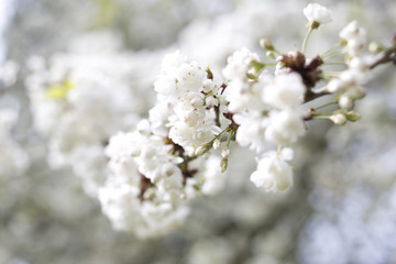 White spring blossom