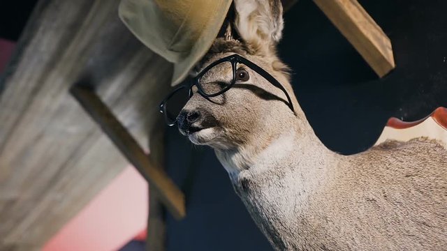 Hunter trophy - deer in the glasses and hat on the head. The deer head hanging on the wall in the indoor. Stuffed animal with antlers. Stuffed deer head