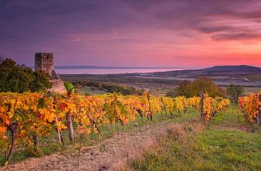 Colorful sunset over vineyards at lake Balaton, Hungary