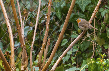 European robin in the garden