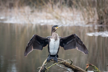Cormorant