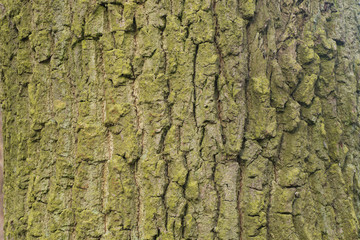 old oak bark texture background