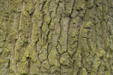 old oak bark texture background